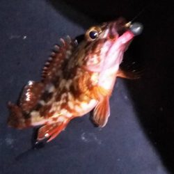 クロムツ、コノシロがまた湾内に入り出しました